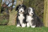 BEARDED COLLIE 436